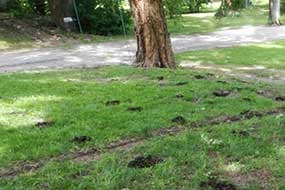 Deep Root Fertilization & Vertical Mulching